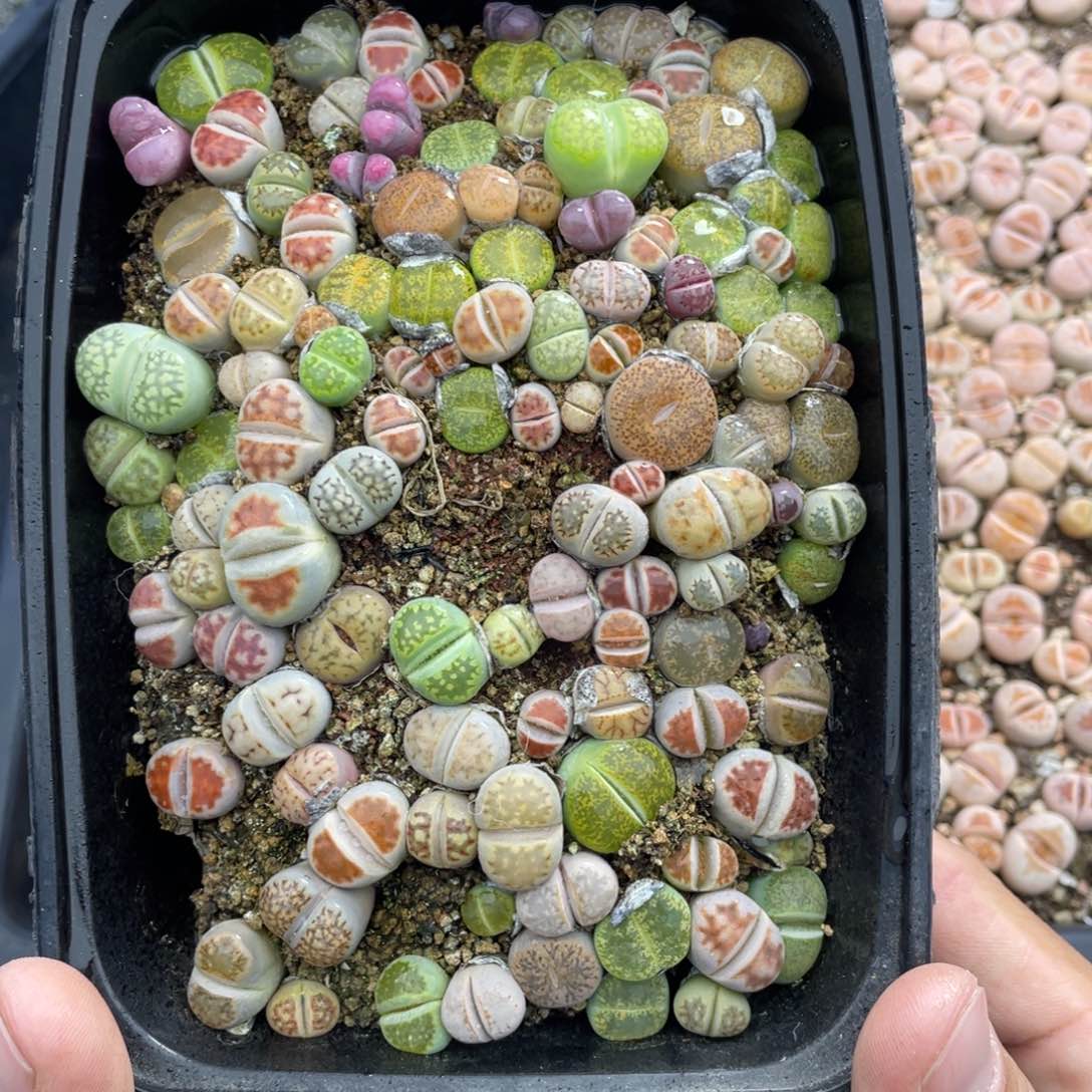 红陶00000000000000028