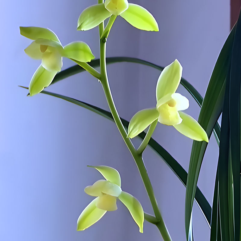 春兰【白雪冰心】素心名品勤花勤芽适合新手好养易活室内外绿植兰花