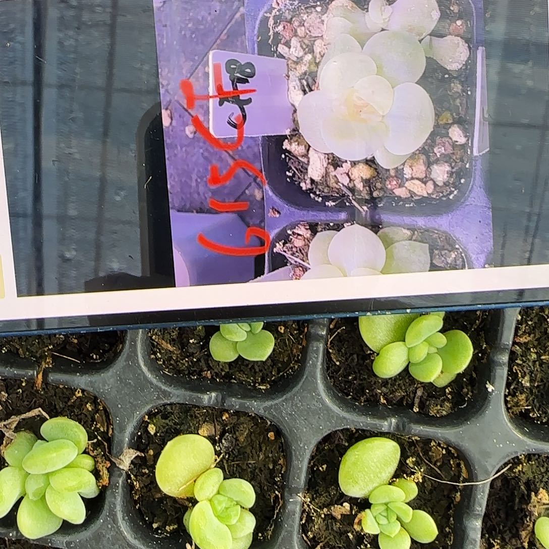 财富615 中苗穴一个满25包邮