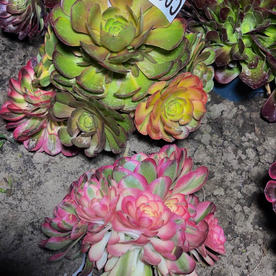 两盆法师26—-17包邮