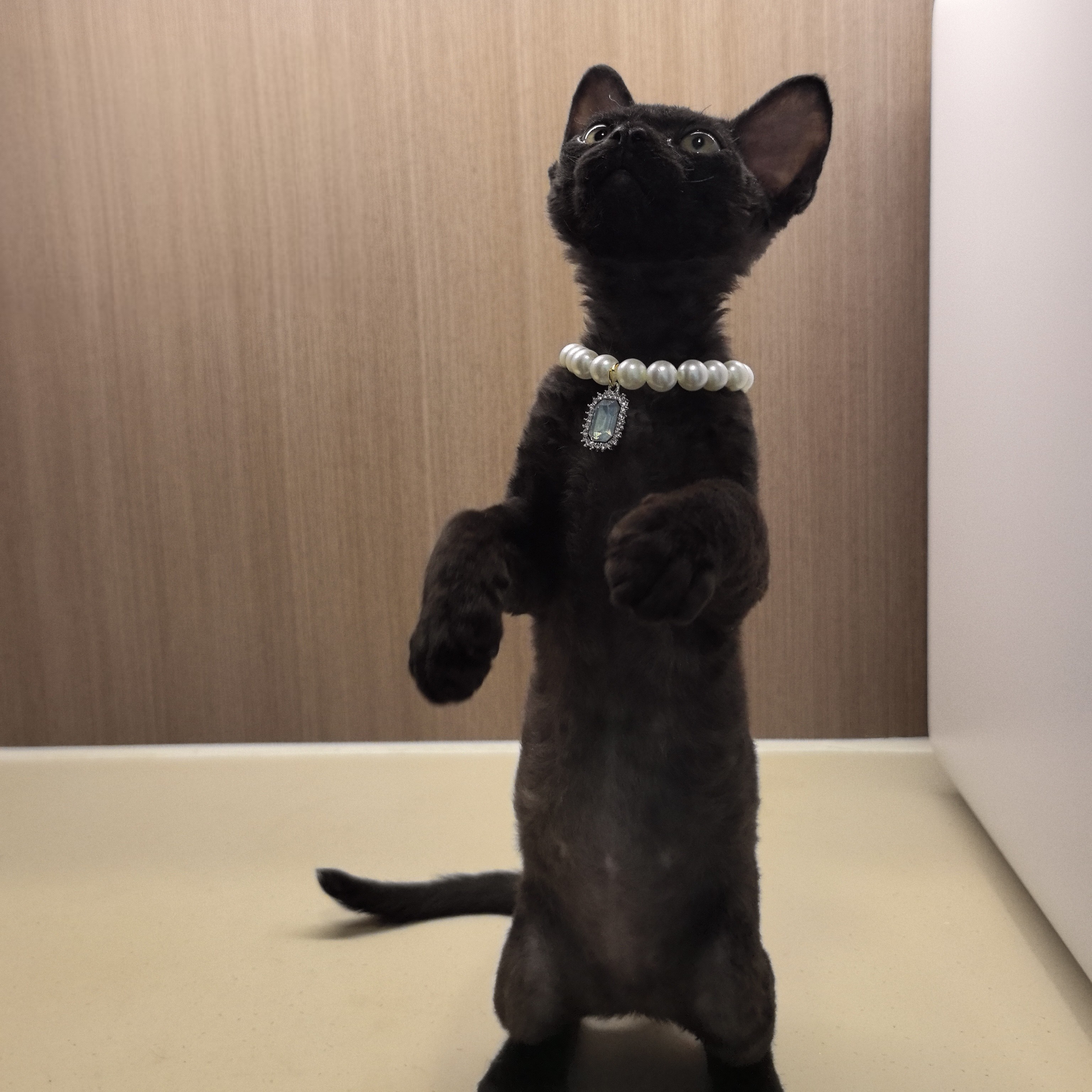 精品家庭繁育纯黑德文卷毛猫弟弟