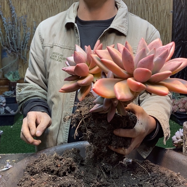 明***8309号桃花源杂交多肉植物