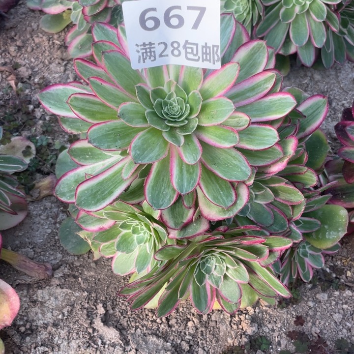 667三号棚孔雀翎多肉