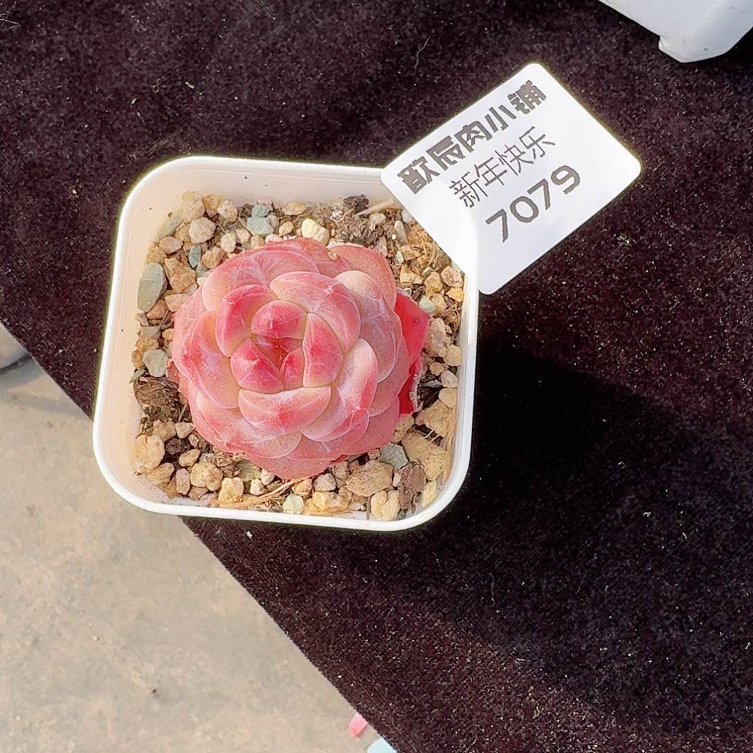 ?****?多肉植物糖心7079