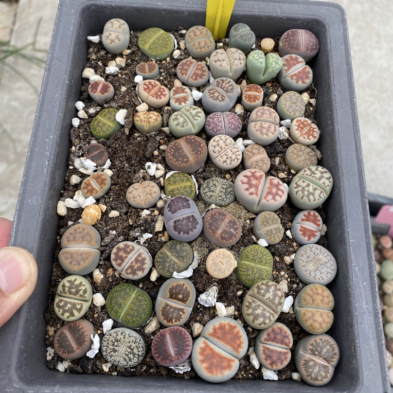 423生石花整盆发货一物一拍10*14cm的盆