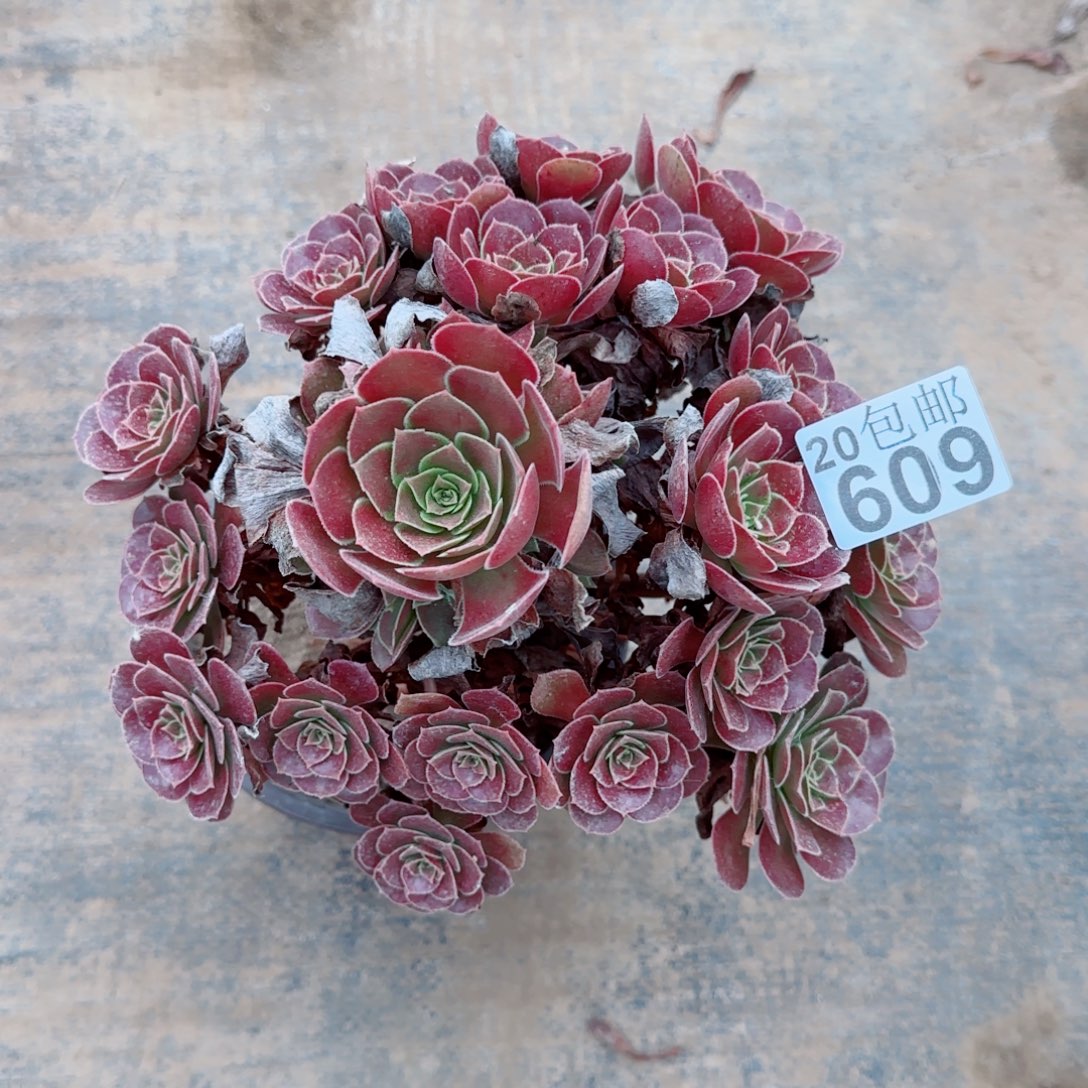 红玫瑰609满20包邮断枝不包