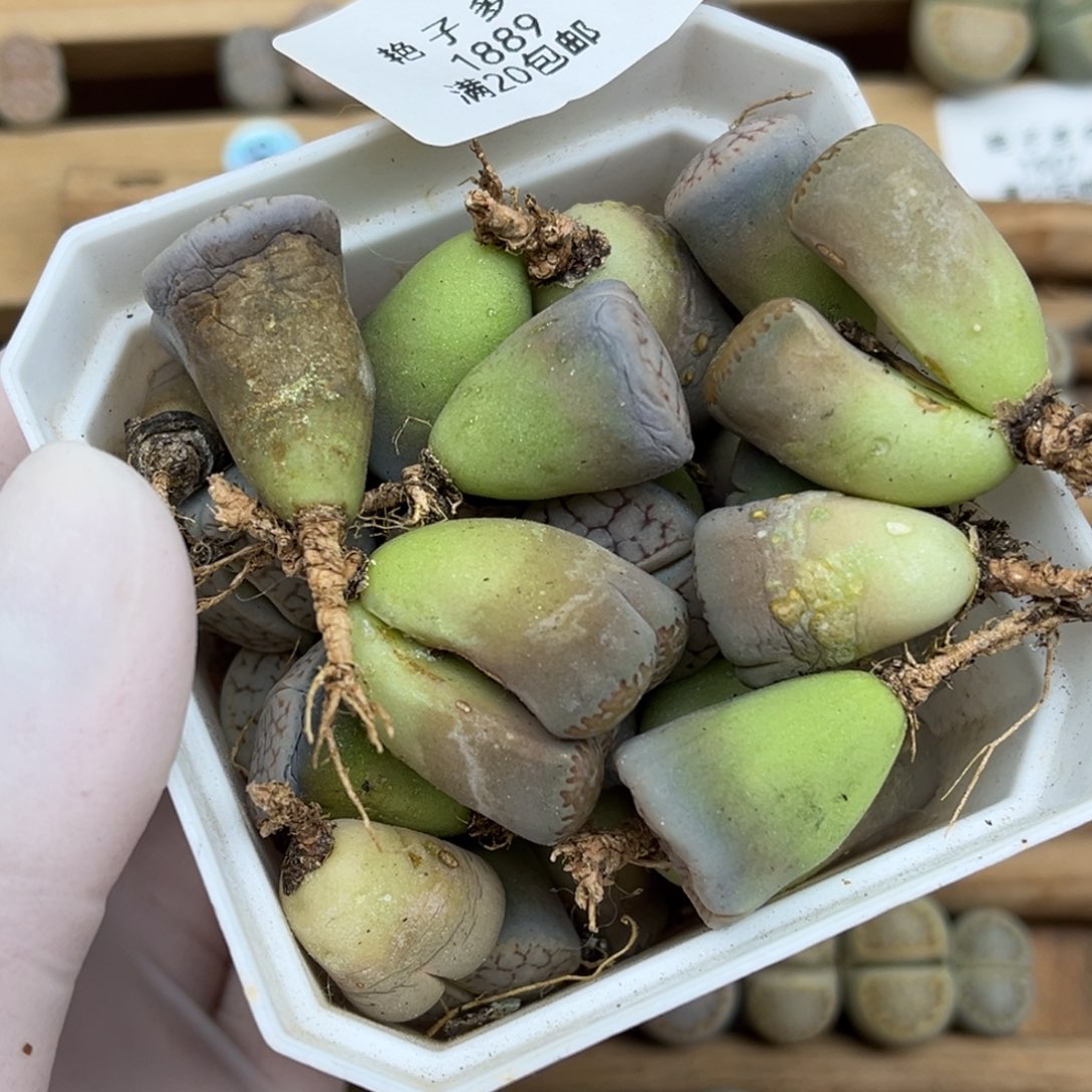 1889号一盒子盲拍