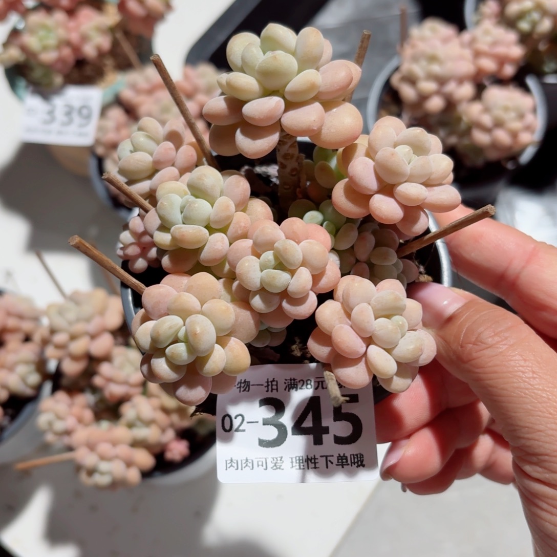 洛可可多肉无盆土发货无盆土发货无