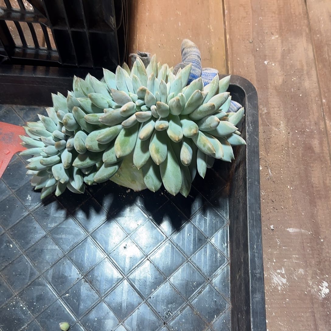 ༺***༻哥特萝莉缀化多肉植物一物一拍