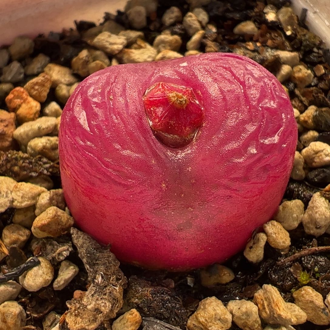 013多肉植物百科