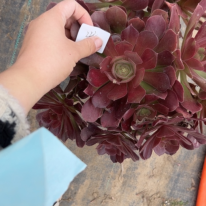 法师一物一拍链接222