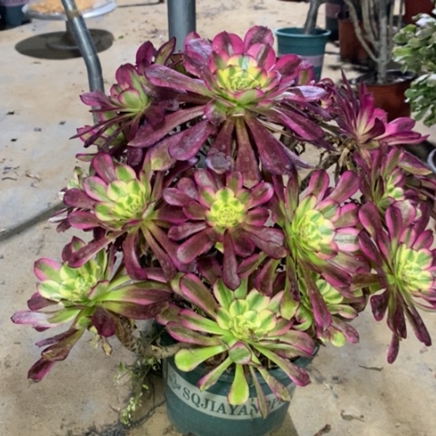 舞天姬多肉植物008