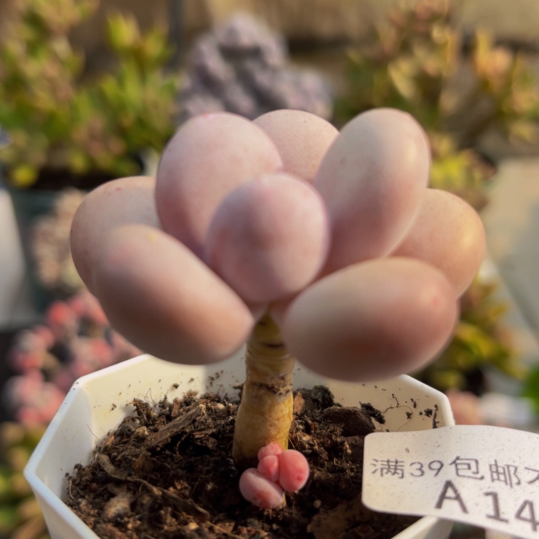 471彩虹奶5cm多肉植物