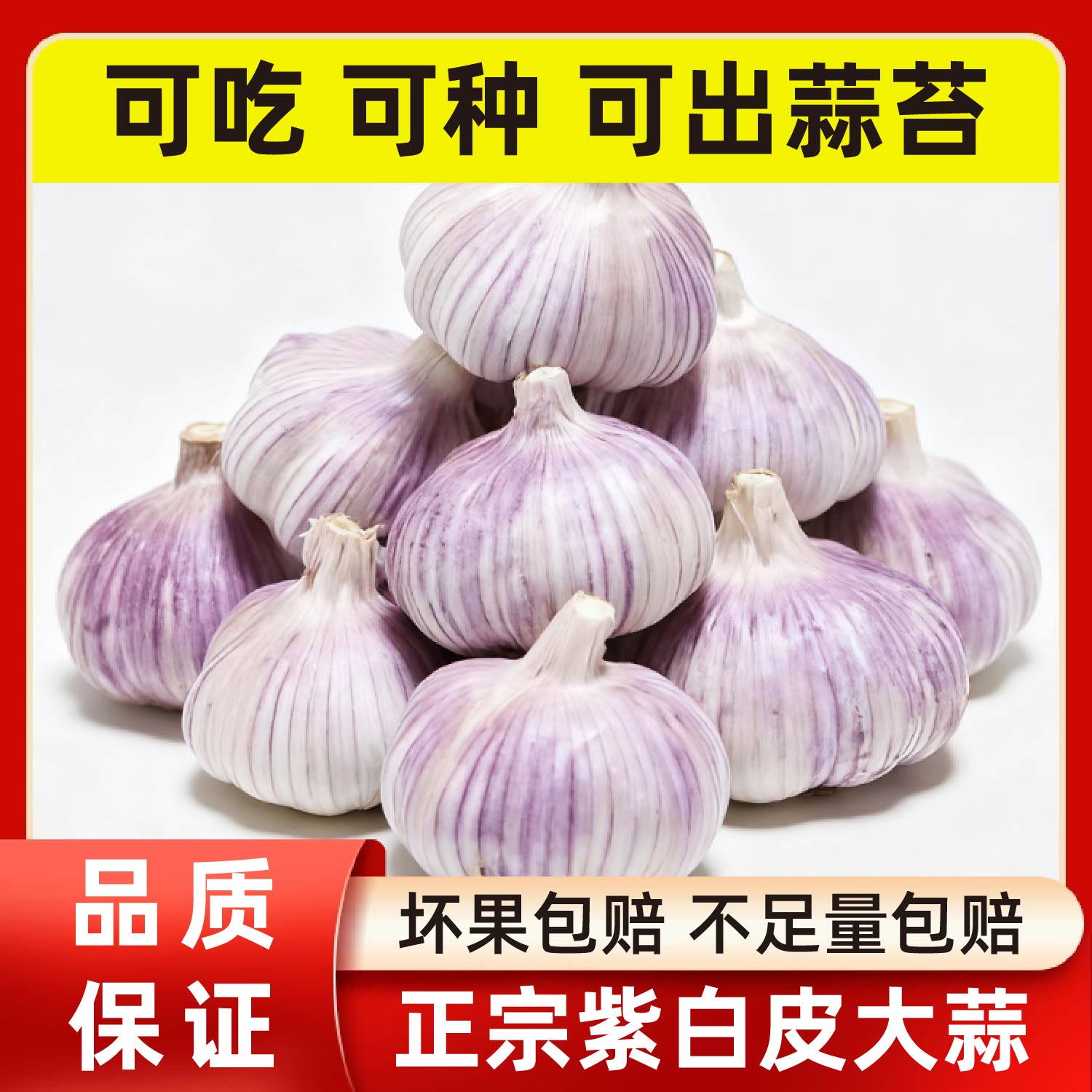 【主播补贴】正宗紫白皮大蒜新鲜干蒜农产品生鲜特产DEMAO/5