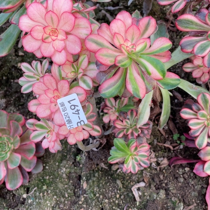 美***姐491初恋有砍有砍不包掉头113445789