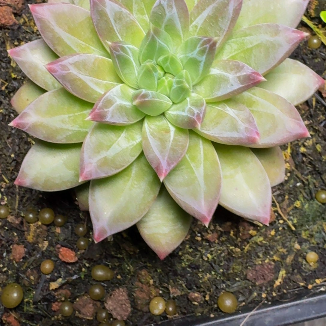 0****0新品暗纹美人发货