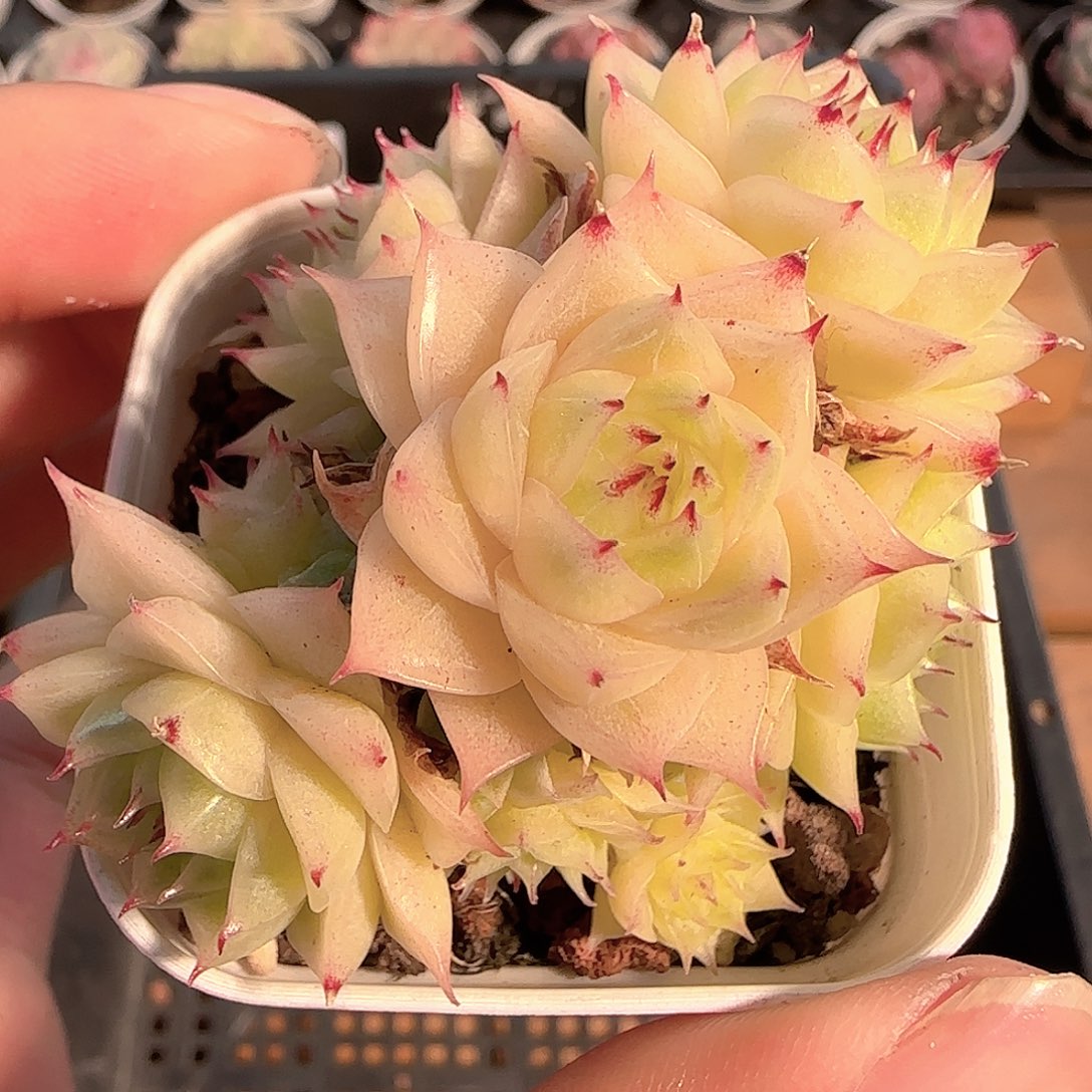 多肉1212-178优选麦秆群