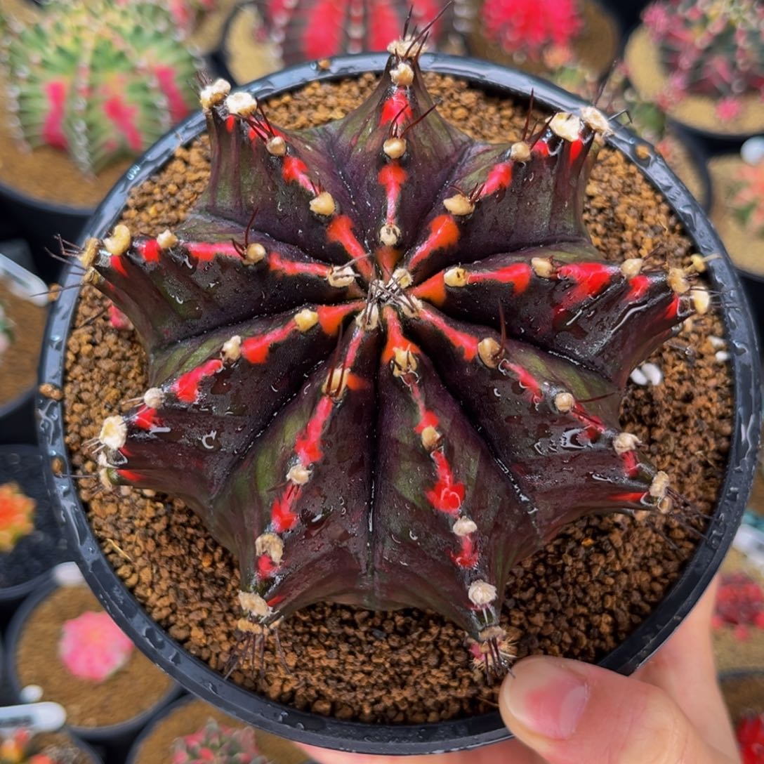 黑寡妇锦 米哈仙人球