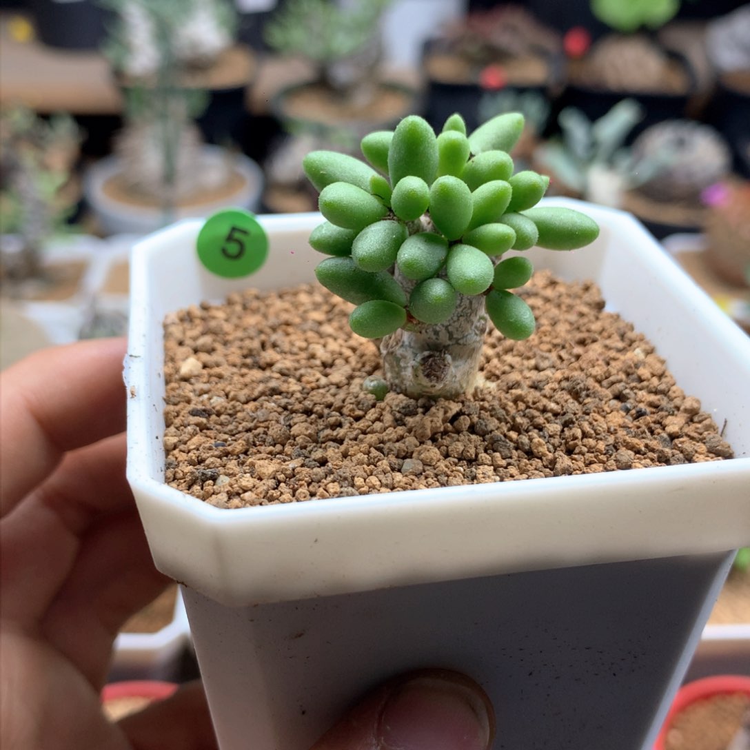 诱惑奇峰锦多肉脱土