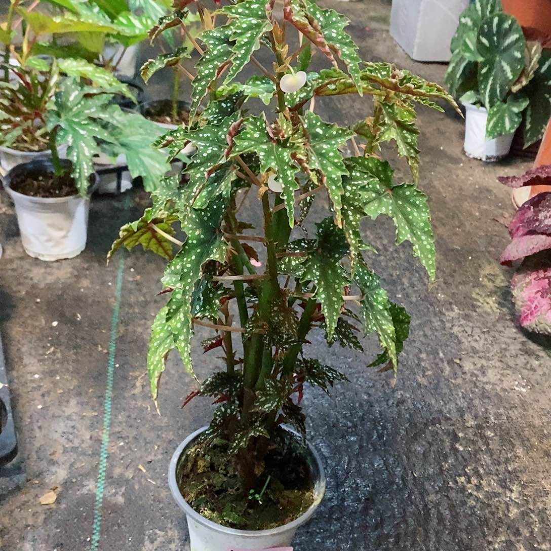 不开花植物?**意秋海棠008