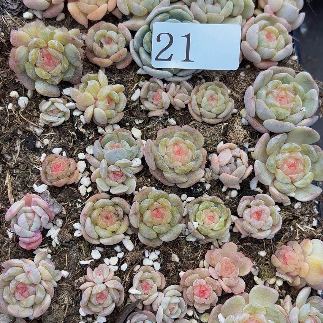 南***•多肉植物多肉植物21