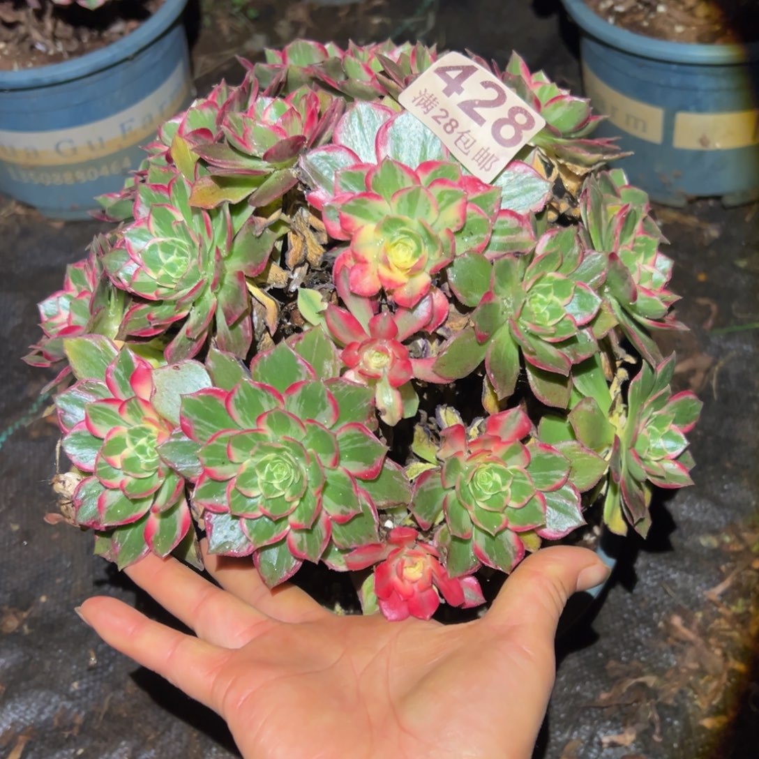 多肉植物428万花筒