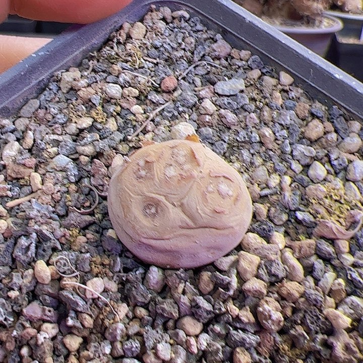 E款大型格加厚敦菊2