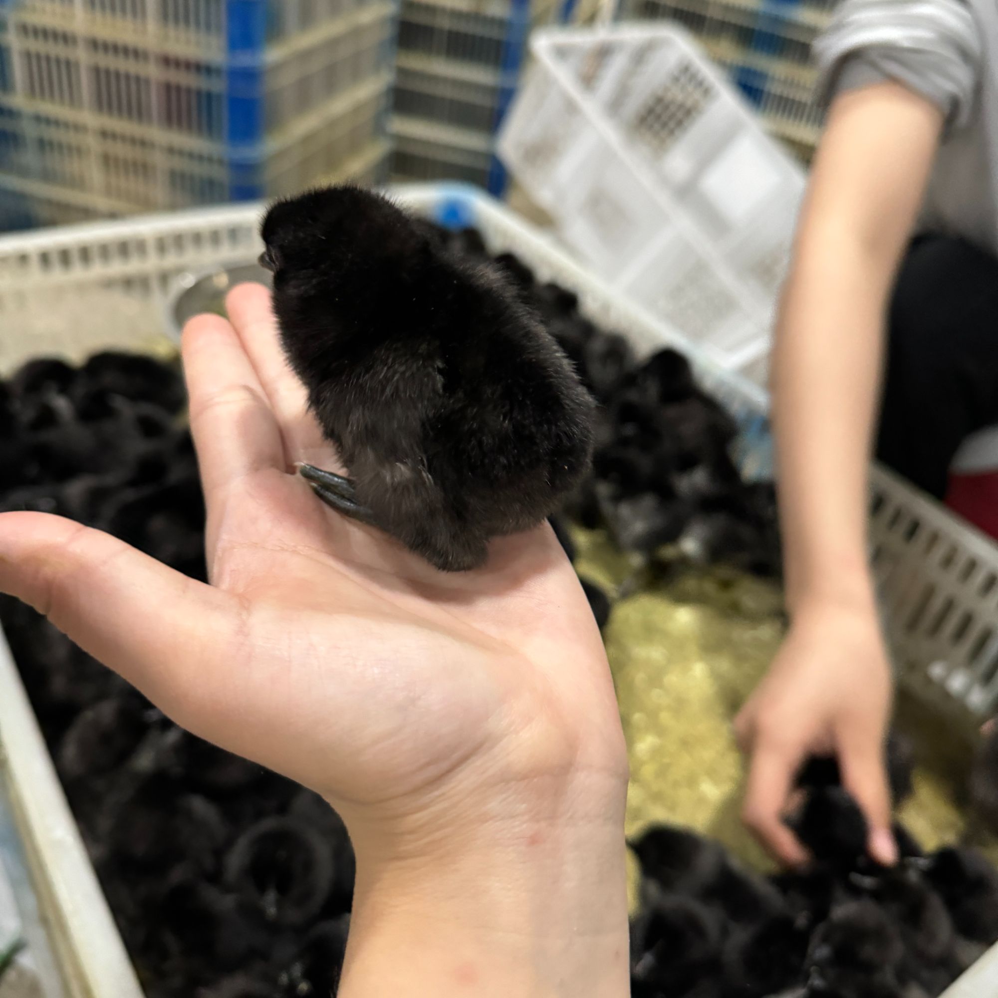 宠物鸡  五黑鸡  60只 包邮