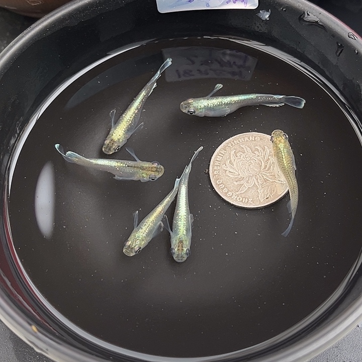 青鳉鱼祖母绿宽鳍6条32号