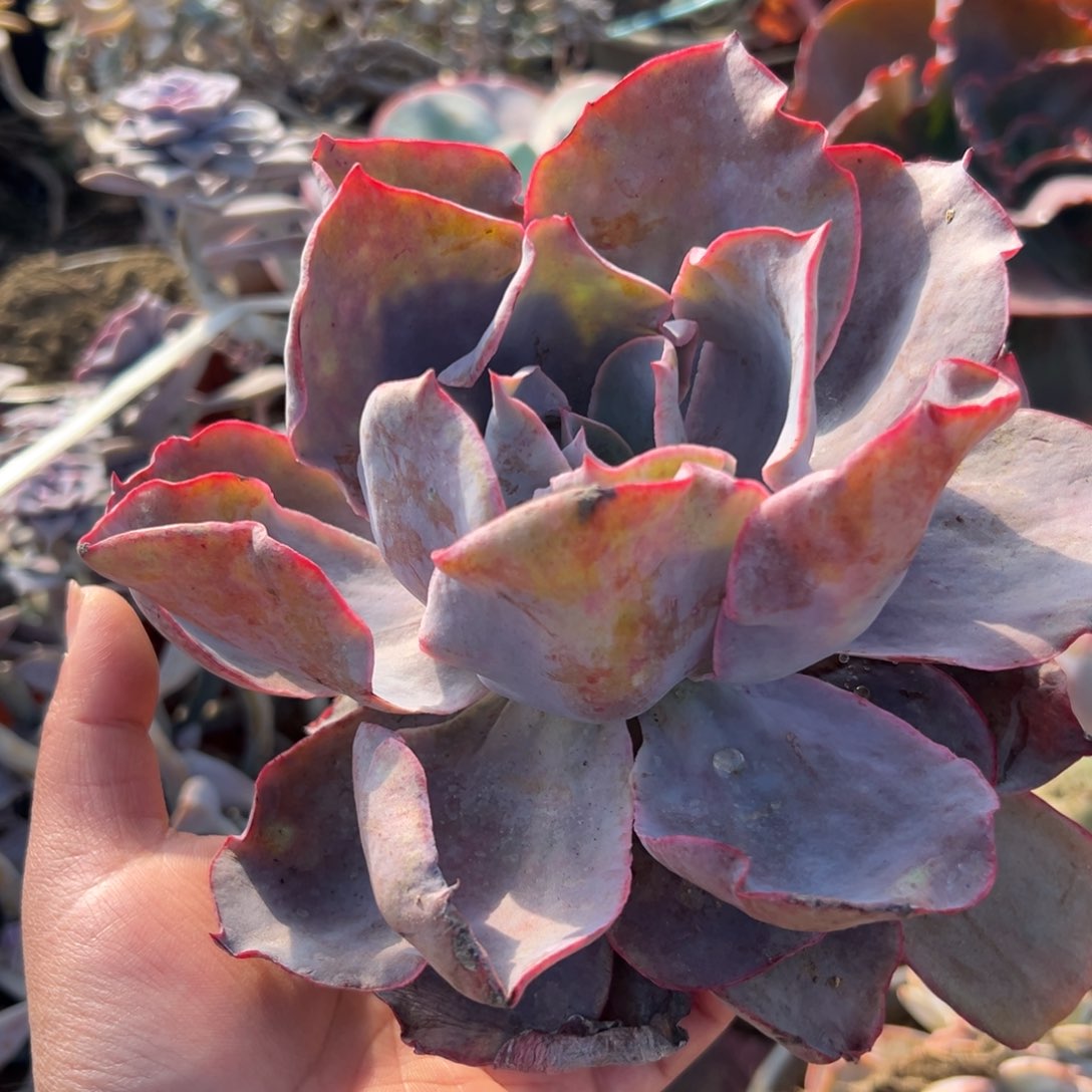 多肉植物多肉植物