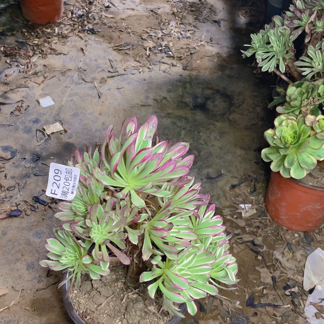 209仙墨多肉法师