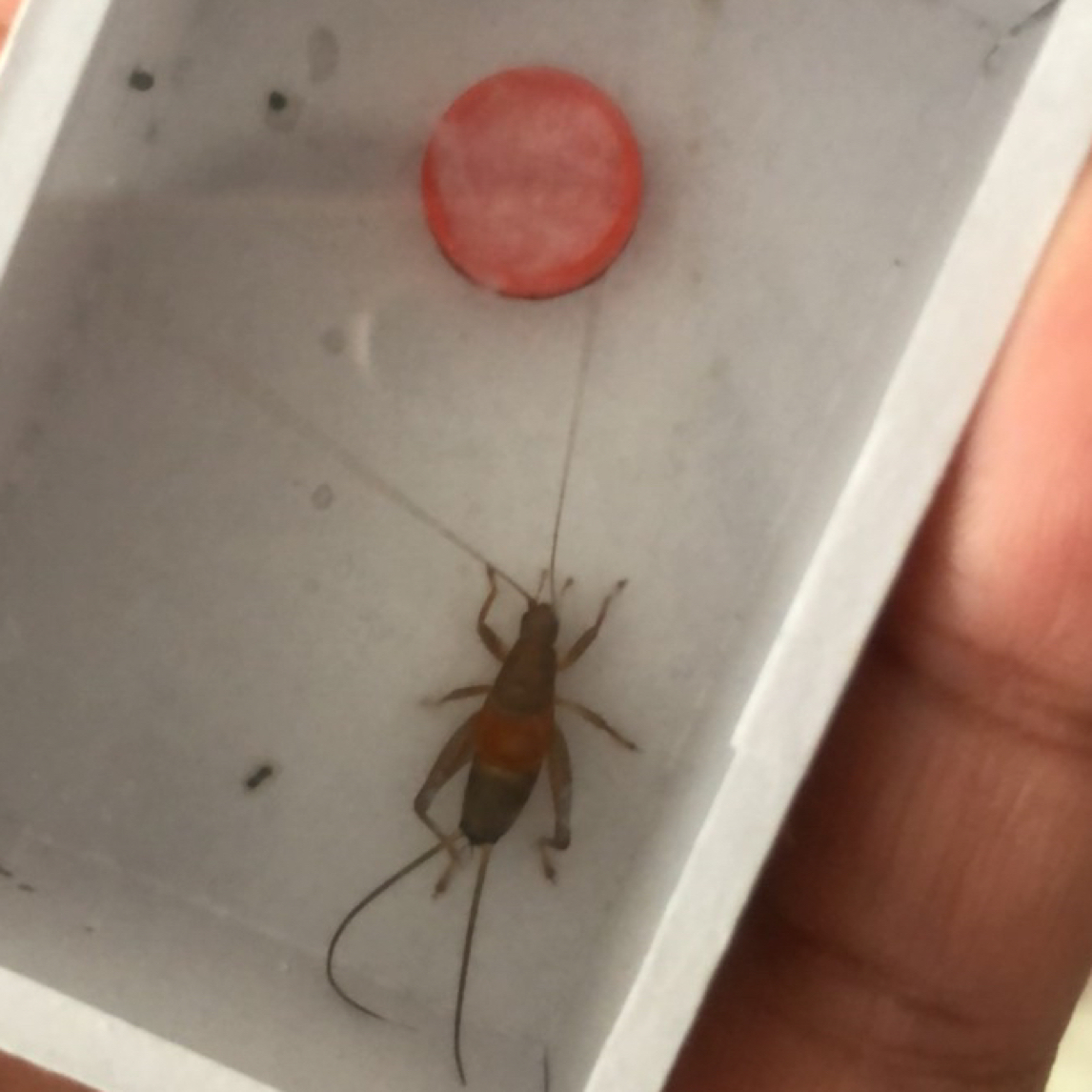 四火鸣虫 凤仙金属声 一只