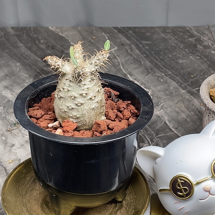 象牙宫实生4.8公分