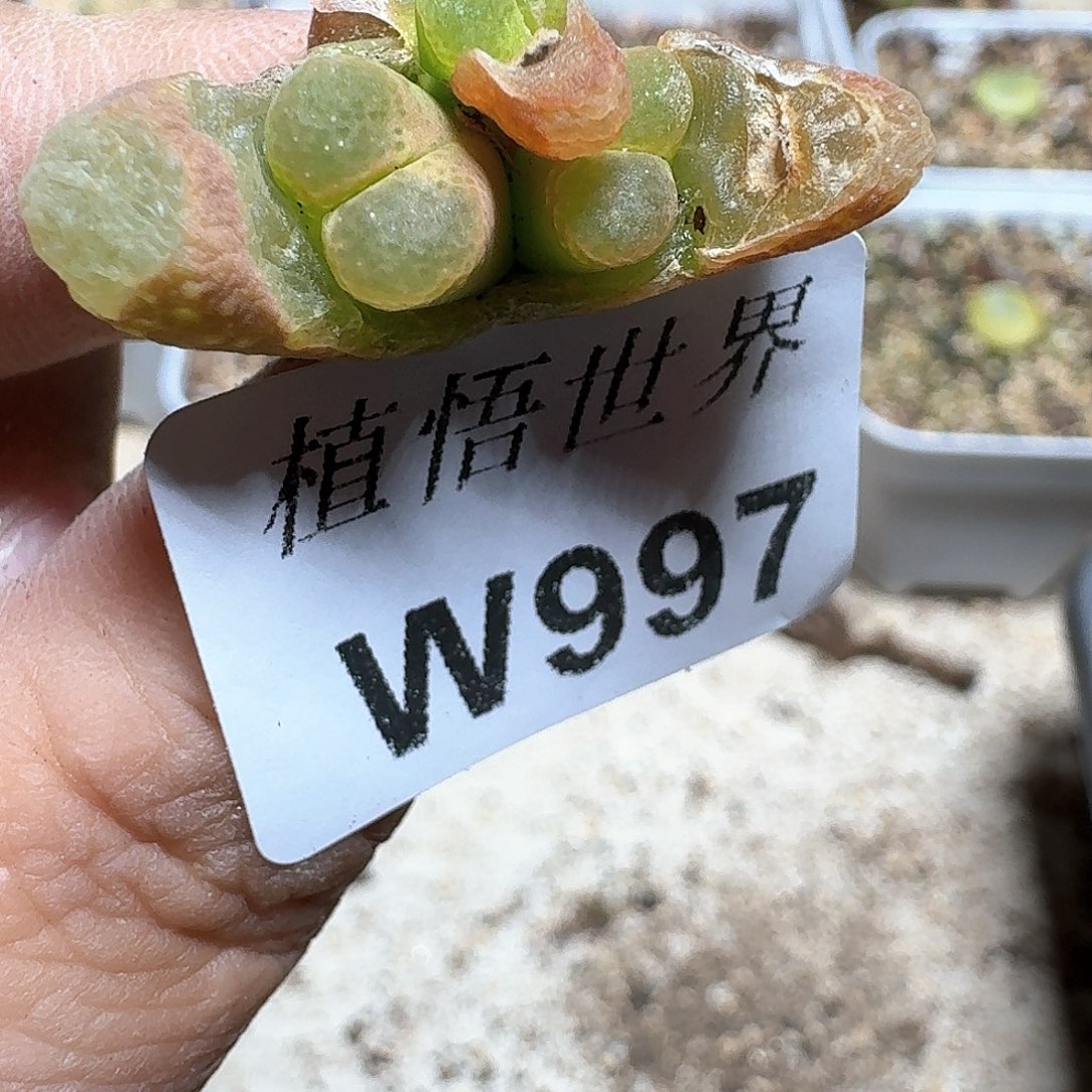 997号多肉植物哇x f