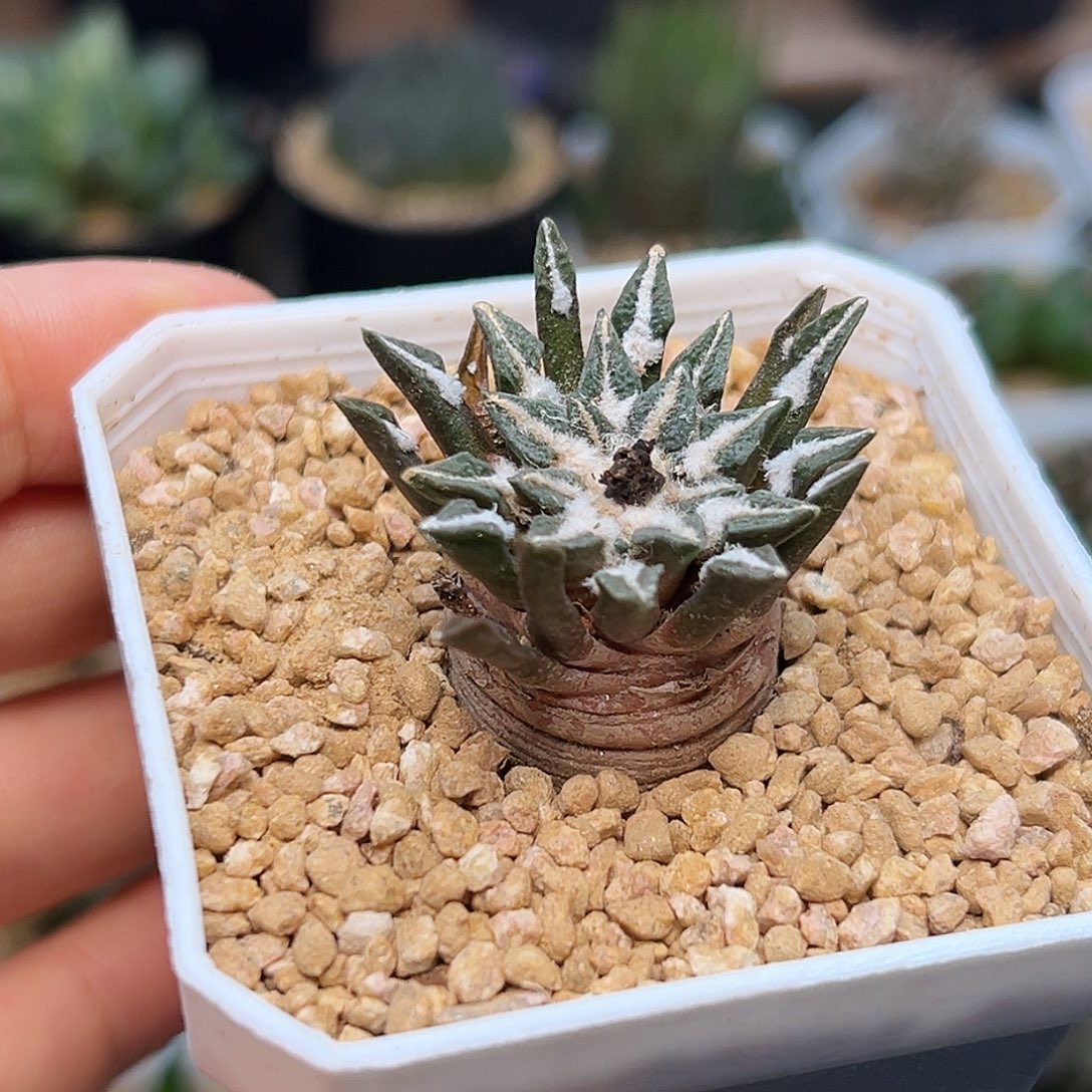 高绒黑牡丹实生球一颗