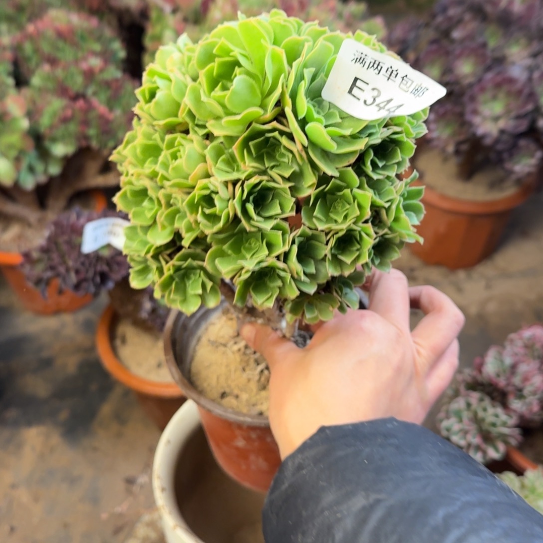 344绿杨蓉法师多肉