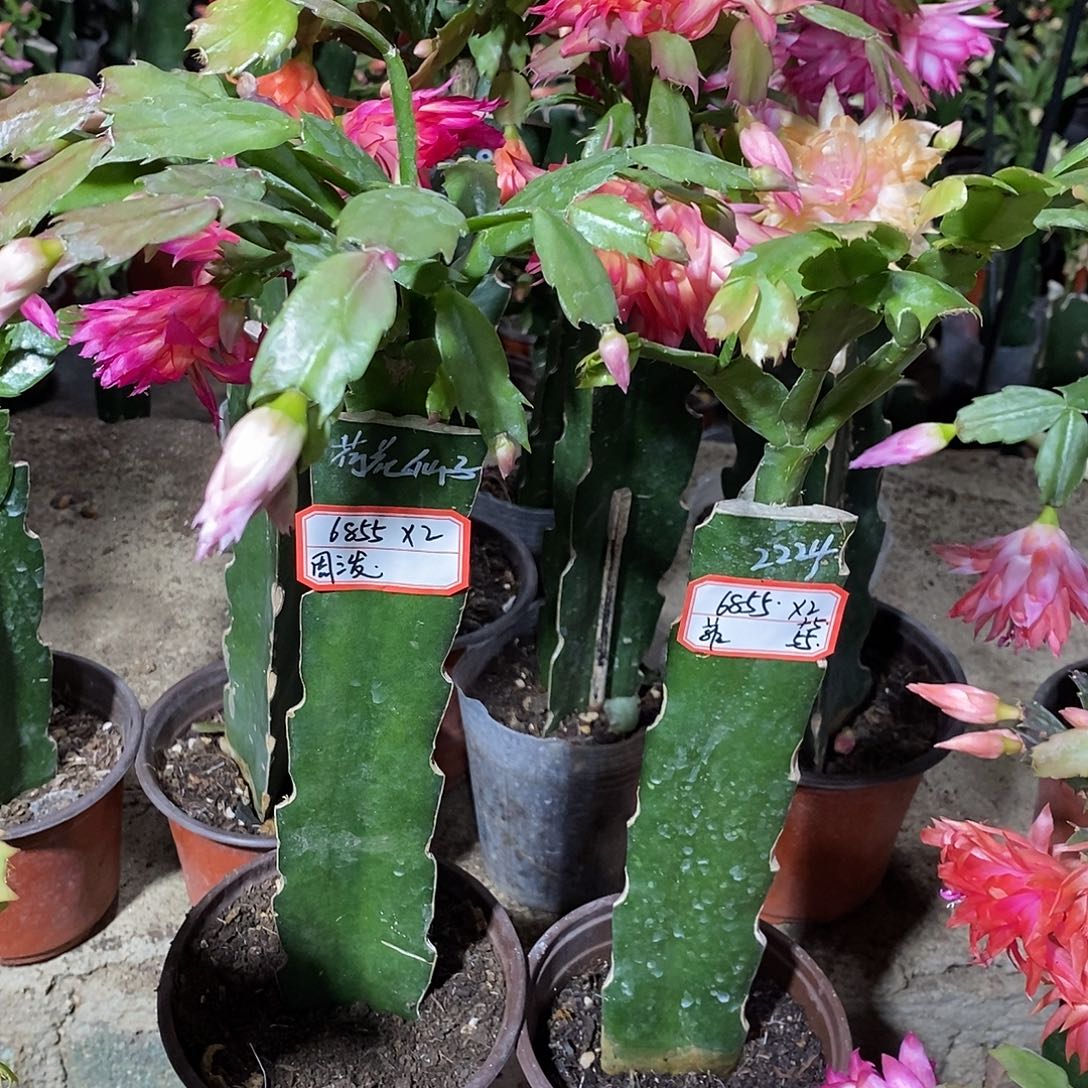 菲***完全开放6855*2 周三发