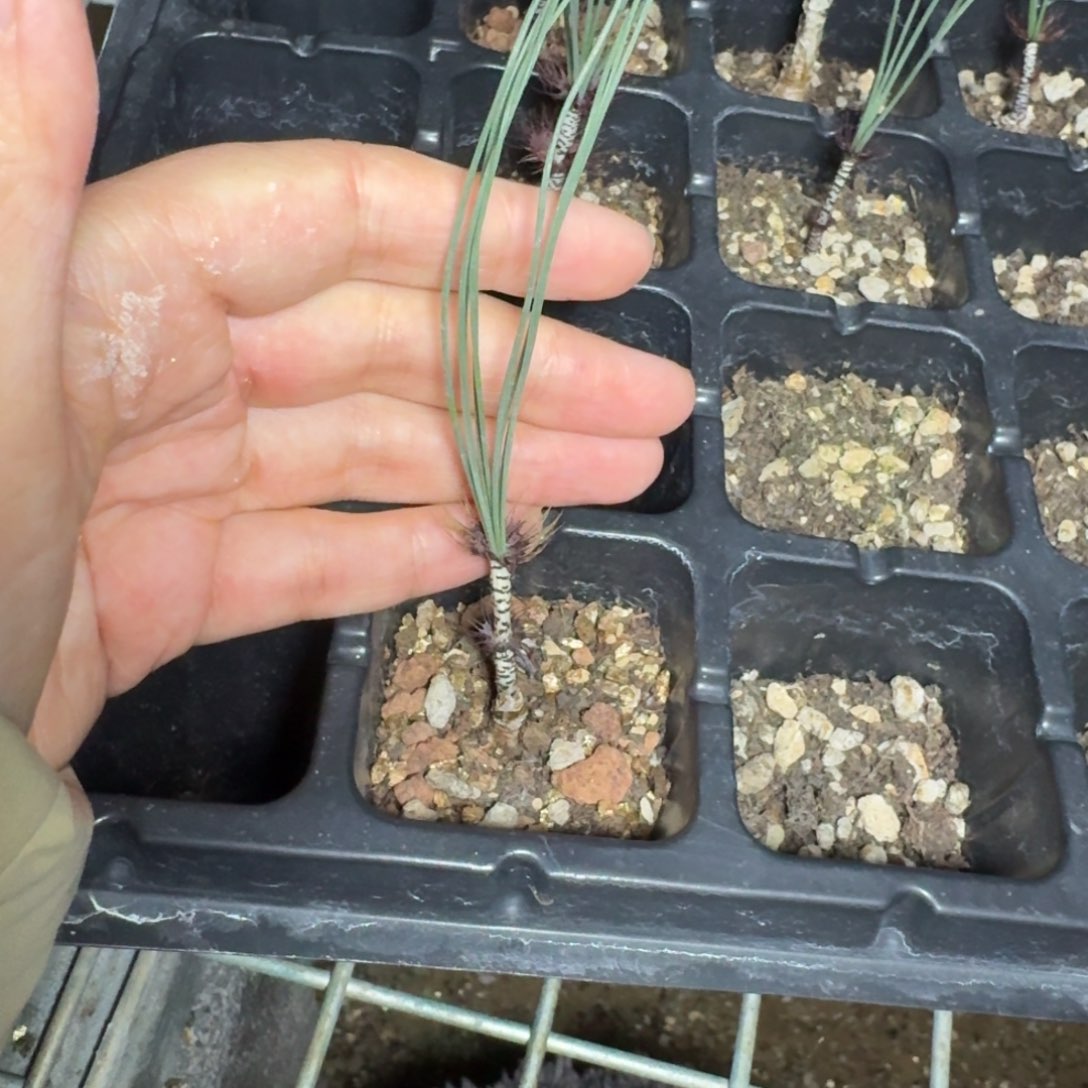 Gv绿孔雀弹簧草一物一拍