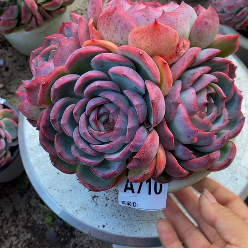 【闪购商品】叶****D多肉植物