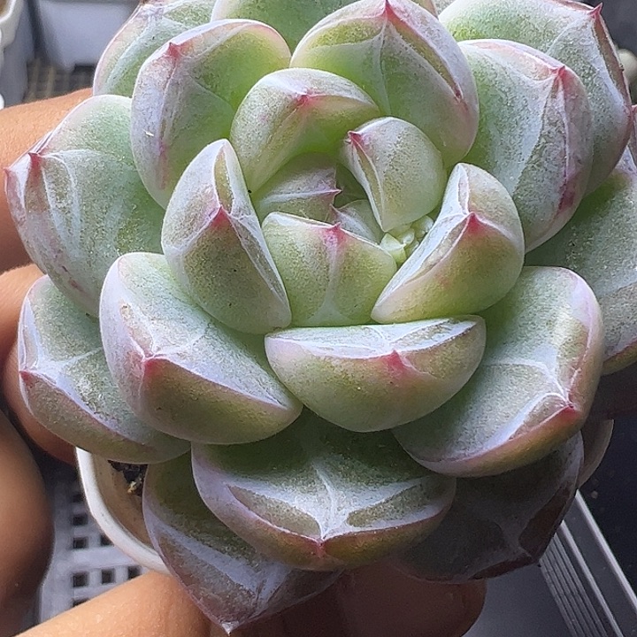 单头钻石珍妮优选1111