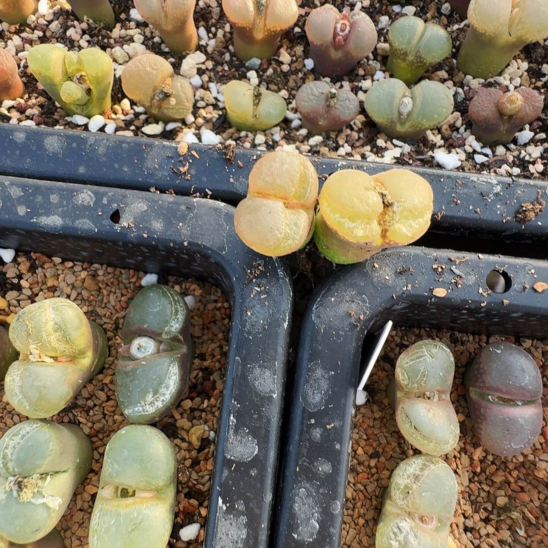 A***l多肉植物福利风铃195