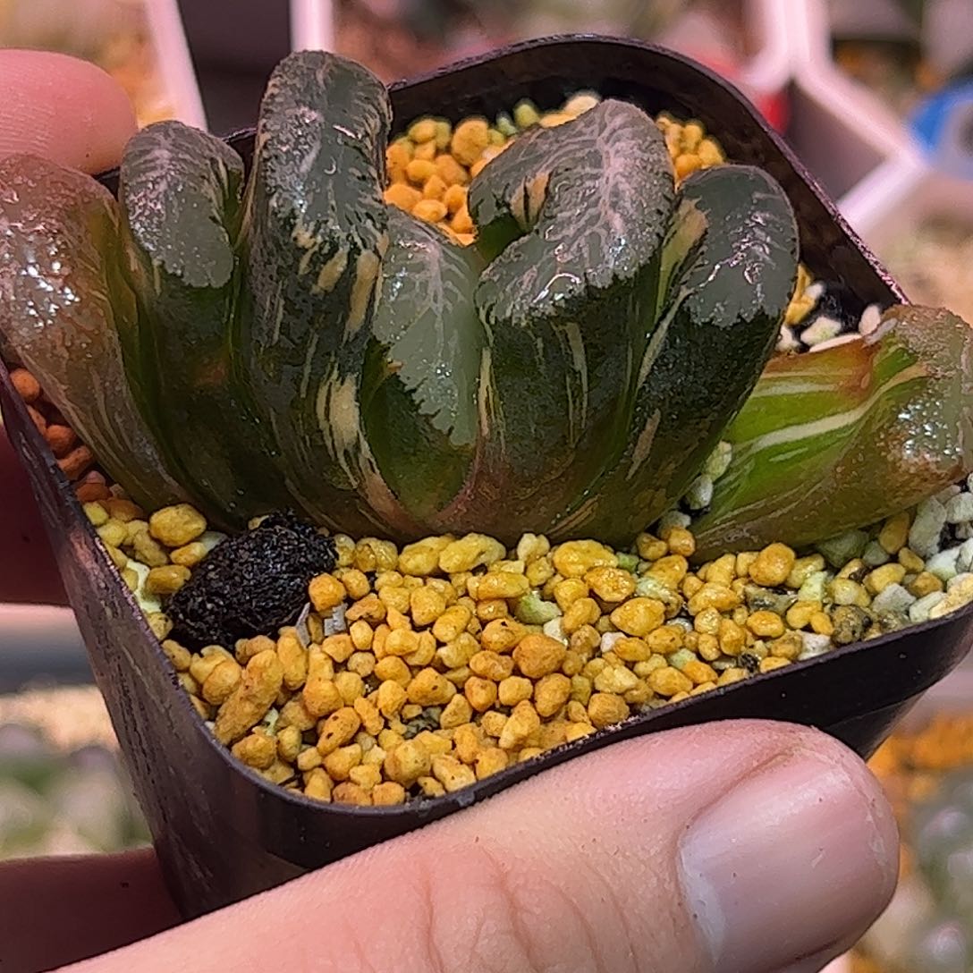 火山玉扇锦十二卷多肉