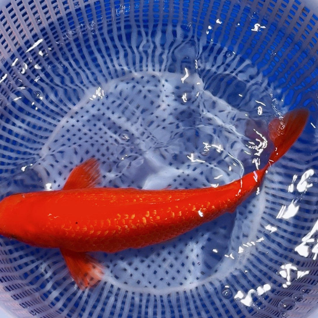 锦鲤精品甄选血统锦鲤