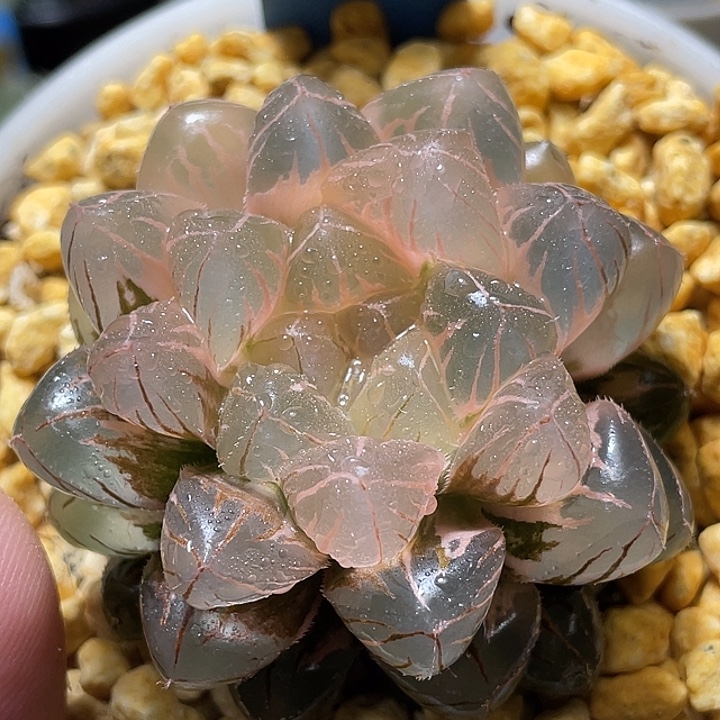 三***戟606巨大叶糊斑绯桃锦