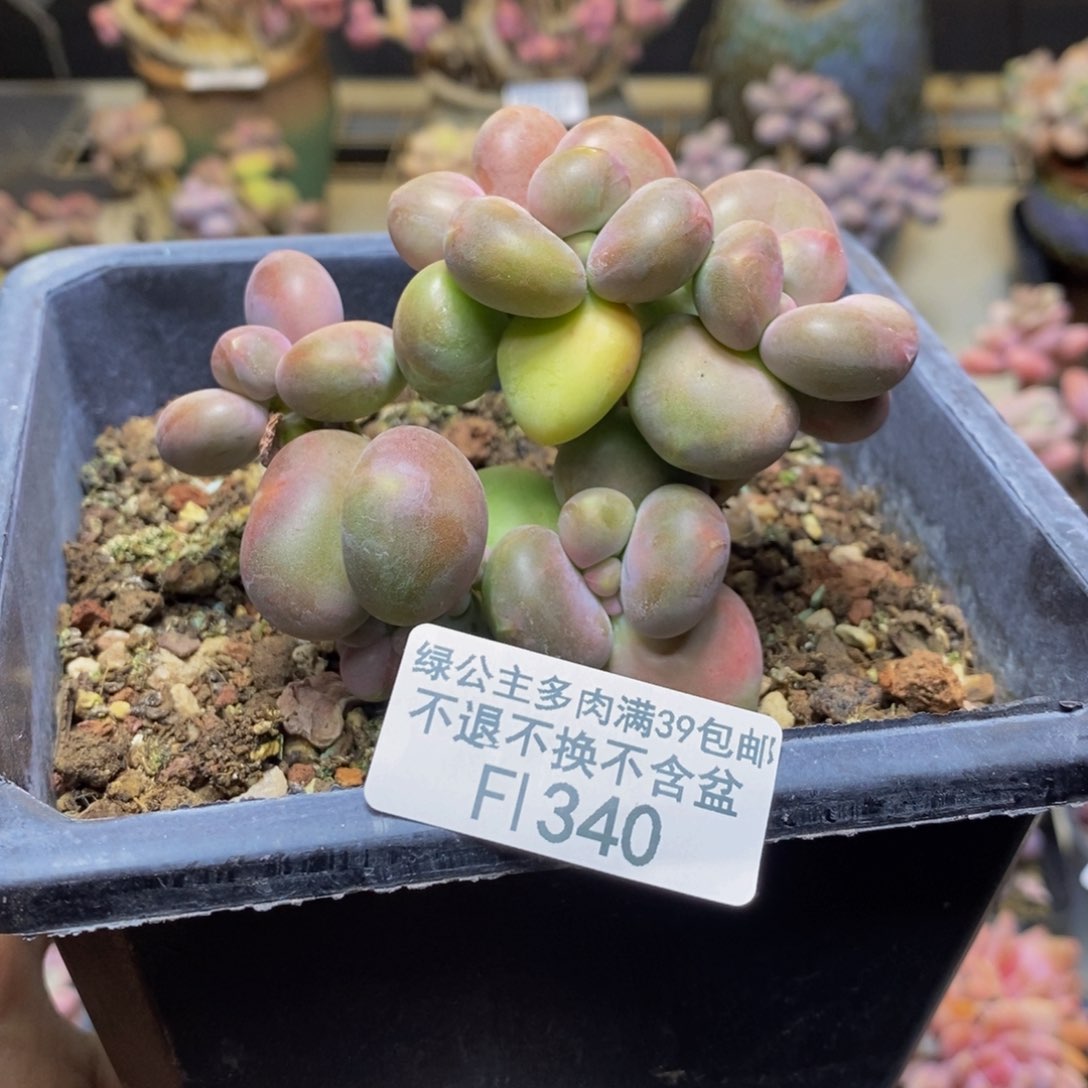 340芒果奶多肉7c m