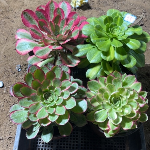 043多肉植物组合