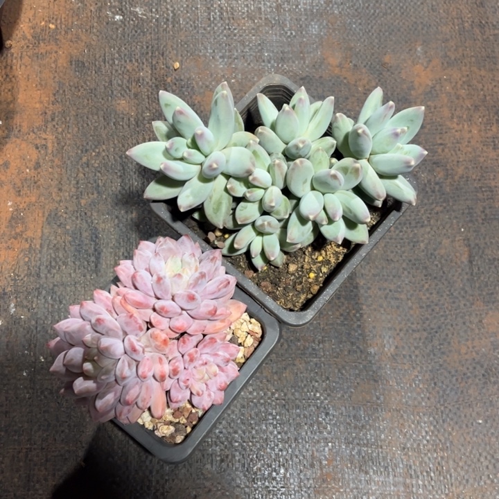 一物一拍，半夏多肉。