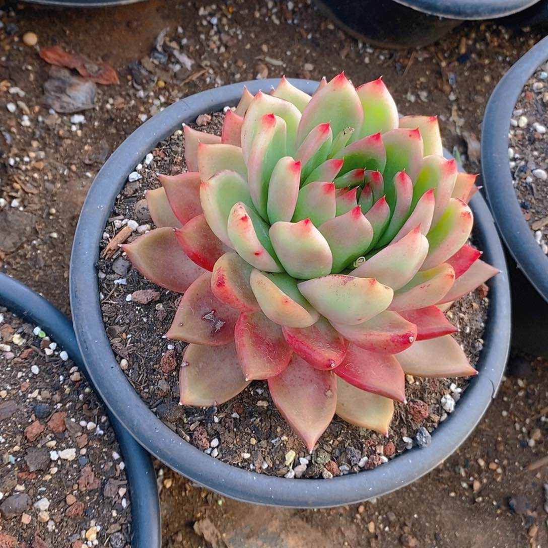 多肉植物金黄色钻系
