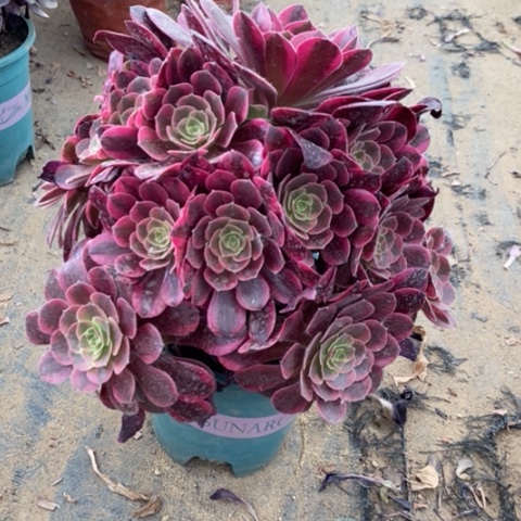 美杜莎6多肉植物法师法师