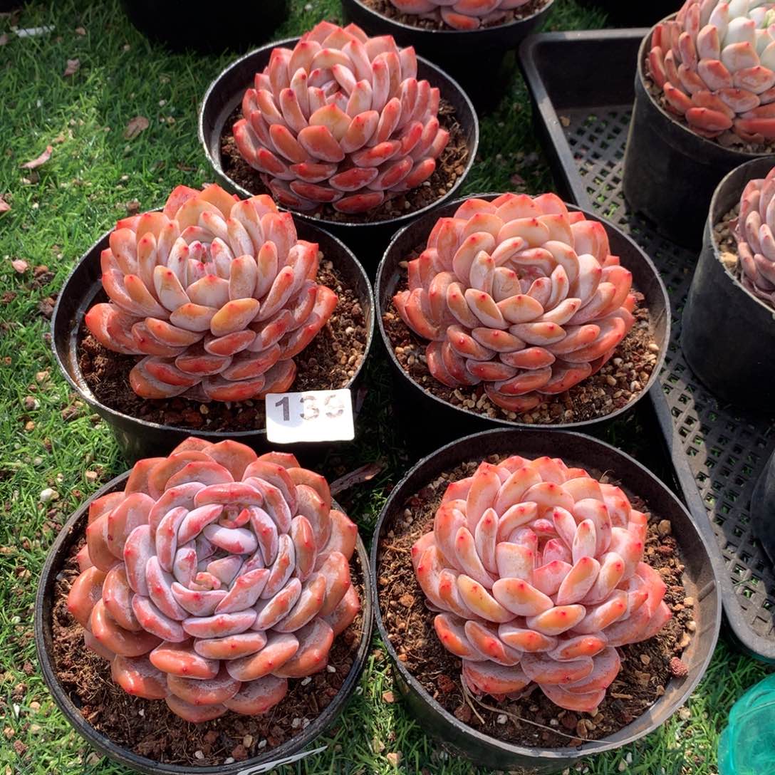 139橙子多肉植物组合